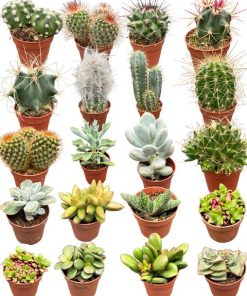 Cactus en succulenten mix- Ø5,5 cm- ↕️5-10 cm hoog- 40 stuks – Kakteen und Sukkulenten Mix: 40 Pflanzen für ein exotisches Flair