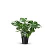 *AKTION JULI* Monstera Deliciosa – Fensterblatt – Ø21 cm – ↕70 cm