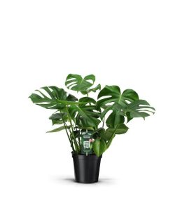 *AKTION JULI* Monstera Deliciosa – Fensterblatt – Ø21 cm – ↕70 cm