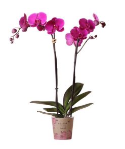 Kolibri Orchids | Lila Phalaenopsis Orchidee – Mineral violett Joyride – Topfgröße 12 cm | blühende Zimmerpflanze – frisch vom Züchter