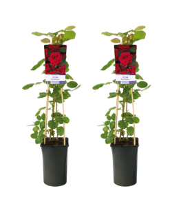 Rosa Red Climber – 2 Stücke – Ø17cm – ↕75cm