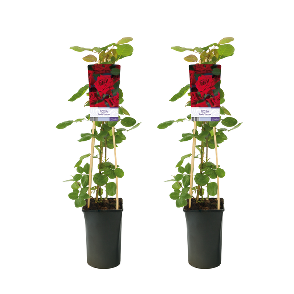 Rosa Red Climber – 2 Stücke – Ø17cm – ↕75cm