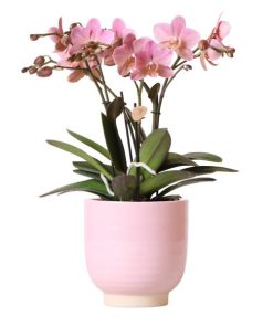 Kolibri Orchids | Altrosa Phalaenopsis-Orchidee Jewel Treviso in rosa glasiertem Topf – Ø12cm