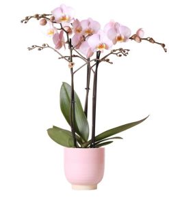 Kolibri Orchids | Rosa Phalaenopsis-Orchidee im rosa glasierten Topf – Topfgröße Ø12cm