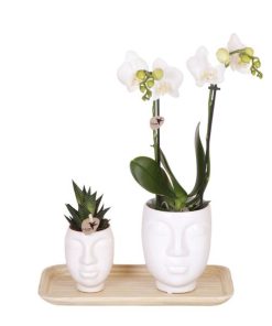 Kolibri Company – Pflanzenset Ring weiß | Set mit weißer Phalaenopsis Orchidee Amabilis Ø9cm und Grünpflanze Rhipsalis Ø6cm und Bambusteller oval | inkl. weißen Keramik-Ziertöpfen