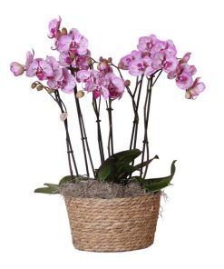 Kolibri Orchids | Komplettes Orchideen-Set im Schilfkorb | drei Melody-Orchideen im Weidenkorb inkl. Bewässerungssystem – Ø30cm