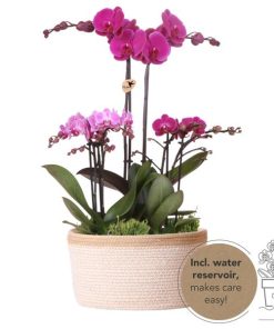 Kolibri Orchids| lila Pflanzenset im Baumwollkorb inkl. Wassertank | drei lila Orchideen und drei Grünpflanzen Rhipsalis | Feldstrauß lila mit autarkem Wassertank