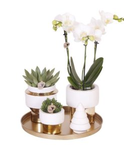 Komplettes Pflanzenset Luxury gold | Grünes Pflanzenset mit weißer Phalaenopsis-Orchidee und Sukkulenten inkl. goldenen Keramik-Ziertöpfen & Weihnachtsbaum-Accessoire