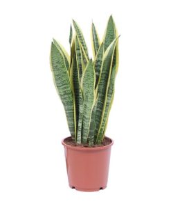 Sansevieria Trifasciata Laurentii – Schwiegermutterzunge – Bogenhanf – Ø14 cm – ↕40 cm