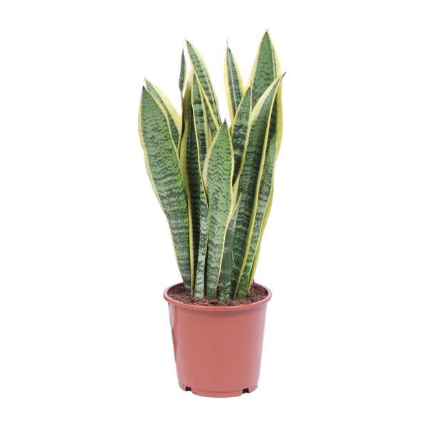 Sansevieria Trifasciata Laurentii – Schwiegermutterzunge – Bogenhanf – Ø14 cm – ↕40 cm