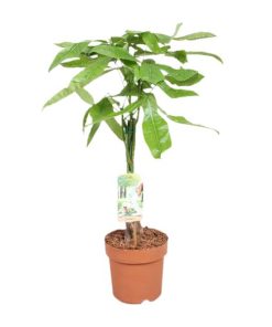 Pachira Aquatica – Ø17 – ↨40cm