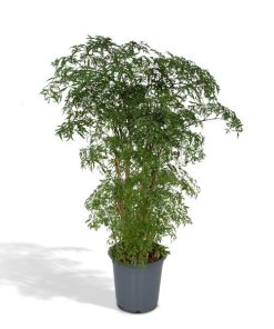 Polyscias Fruticosa (Aralia) – Ø21cm – ↕75cm