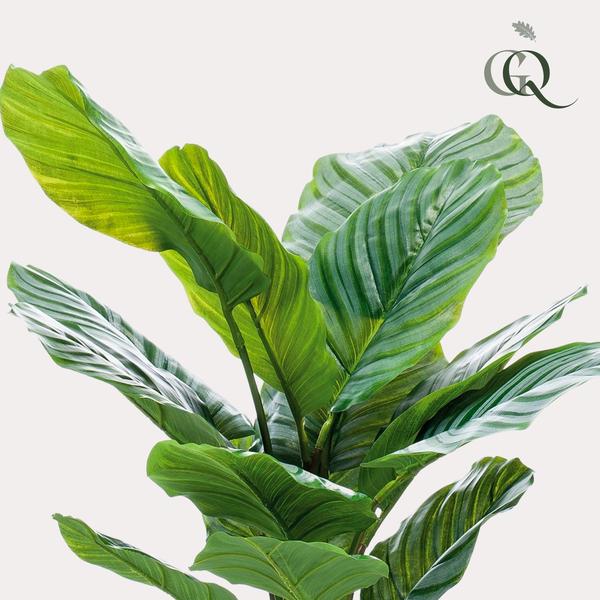 Kunstpflanze – Calathea Orbifolia – Schattigkeitspflanze – 60 cm