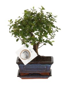 Bonsai Kugelform – Ø 15 cm – ↕ 30 cm