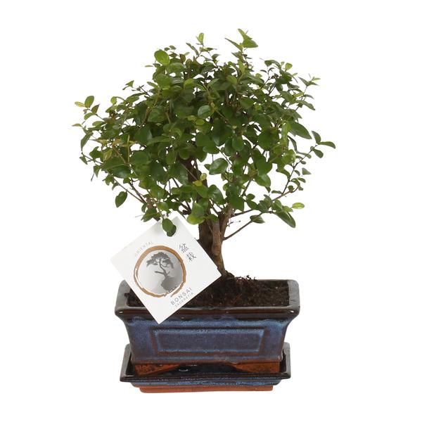 Bonsai Kugelform – Ø 15 cm – ↕ 30 cm