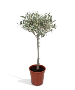 Olea – Ø19cm – ↕90cm