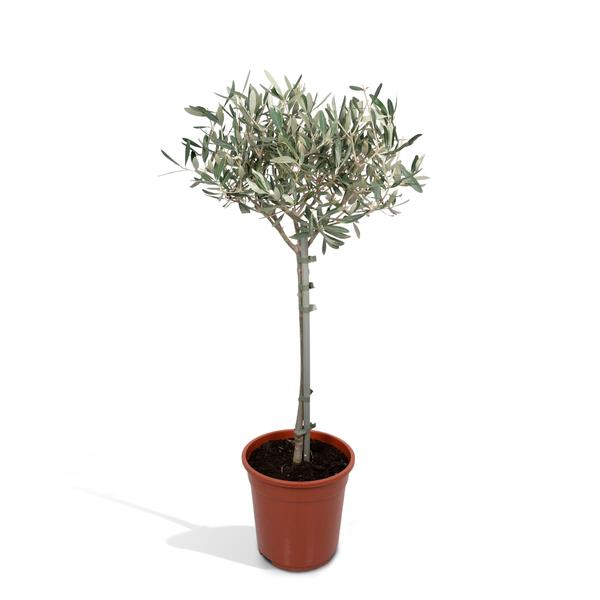 Olea – Ø19cm – ↕90cm