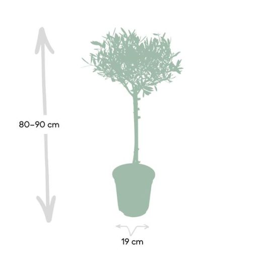 Olea - Ø19cm - ↕90cm – Bild 4