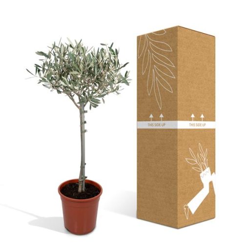 Olea - Ø19cm - ↕90cm – Bild 5