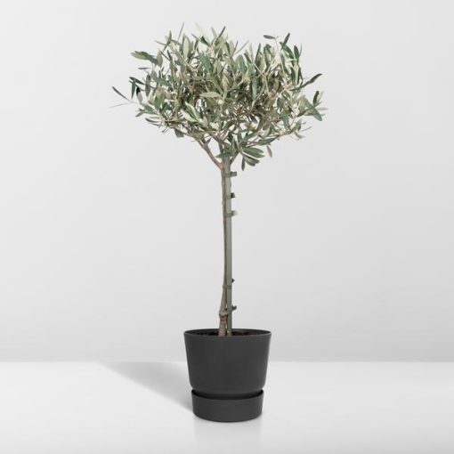 Olea - Ø19cm - ↕90cm – Bild 8