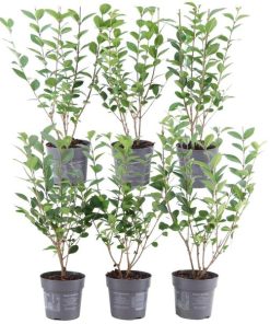 Plants by Frank – 1 Meter Ligusterhecke – Ligustrum Ovalifolium – Pflanzenset mit 6 winterharten Heckenpflanzen – Halb-immergrüne Hecke – Direkt von der Gärtnerei geliefert