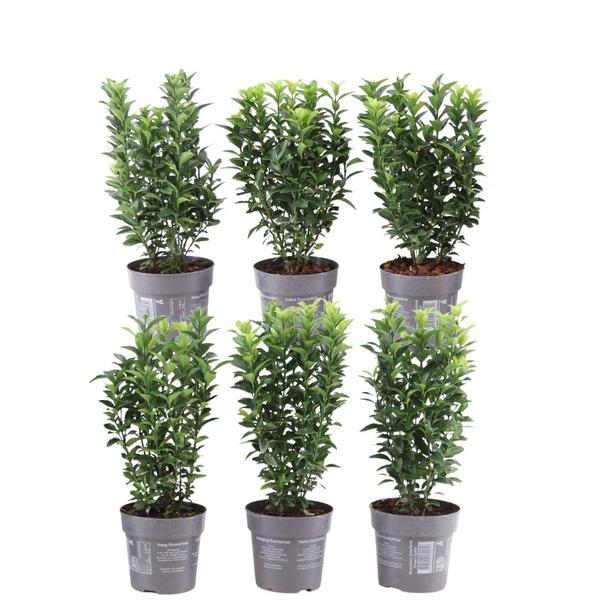 Plants by Frank – 1 Meter Grüne Spindelstrauch Hecke – Euonymus japonicus ‚Green Spire‘ – Pflanzenset mit 6 winterharten Heckenpflanzen – Immergrüne Hecke – Direkt von der Gärtnerei geliefert