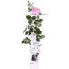 Kletterrose – Rosa Crazy in Love ‚Pink‘ – Rosa Rose – ↨65 cm – Ø15 cm