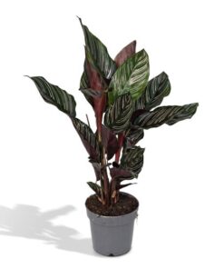 Calathea Ornata – Ø14 – ↨50cm