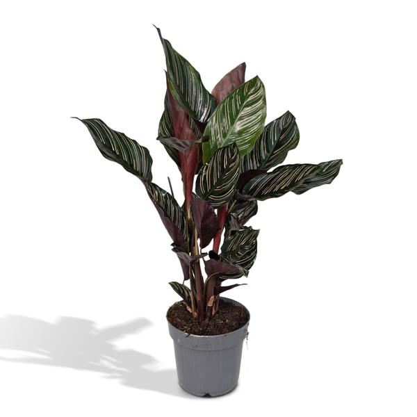 Calathea Ornata – Ø14 – ↨50cm