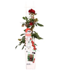 Rosa Crazy in Love ‚Red‘ – Rote Rose – ↨65 cm – Ø15 cm