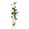 Kletterrose – Rosa Crazy in Love ‚Vanilla‘ – Creme-Rose – ↨65 cm – Ø15 cm