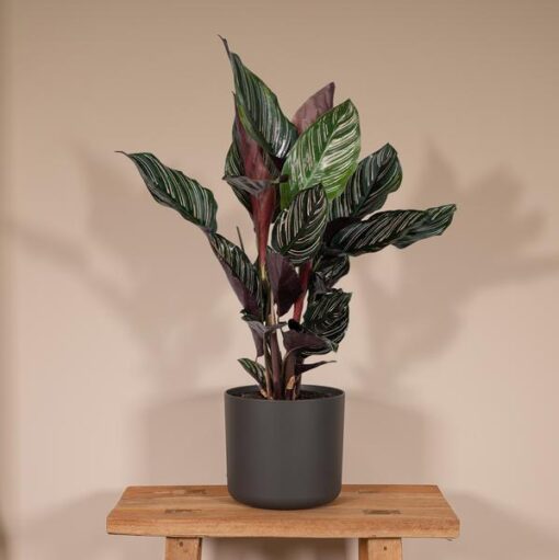 Calathea Ornata - Ø14 - ↨50cm – Bild 2