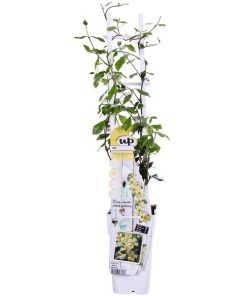 Trachelospermum ‚Star of Toscana‘ – Toskanischer Jasmin Gelb – ↨65 cm – Ø15 cm