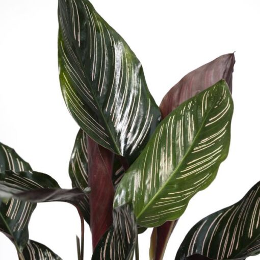 Calathea Ornata - Ø14 - ↨50cm – Bild 3