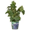 Vitis Pixie Pinot Noir – blaue Traubensorte – ↨30 cm – Ø14 cm