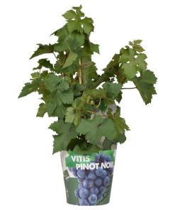 Vitis Pixie Pinot Noir – blaue Traubensorte – ↨30 cm – Ø14 cm