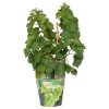 Vitis Pixie Riesling – Riesling Traube – ↨30 cm – Ø14 cm