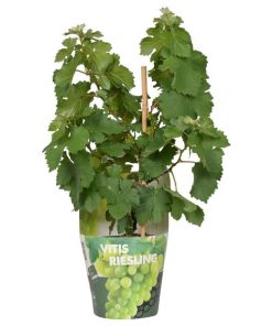 Vitis Pixie Riesling – Riesling Traube – ↨30 cm – Ø14 cm