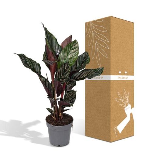 Calathea Ornata - Ø14 - ↨50cm – Bild 5