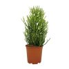 Euphorbia Tirucalli – Bleistiftstrauch – Ø21 cm – ↕60 cm