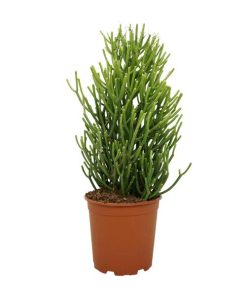 Euphorbia Tirucalli – Bleistiftstrauch – Ø21 cm – ↕60 cm