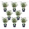 8x – Fargesia rufa – Schirmbambus – ↨40 cm – Ø14 cm