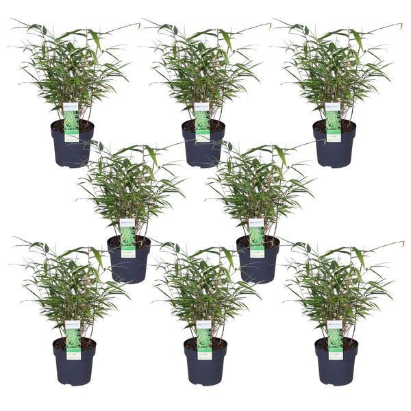 8x – Fargesia rufa – Schirmbambus – ↨40 cm – Ø14 cm