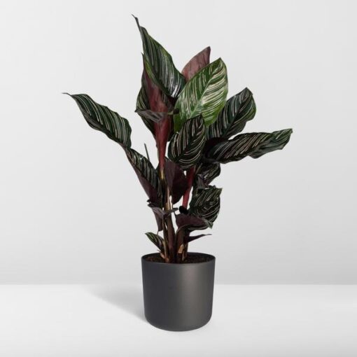 Calathea Ornata - Ø14 - ↨50cm – Bild 8