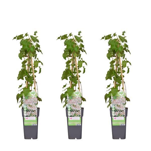 3x – Fallopia baldschuanica – Schlingknöterich – ↨65 cm – Ø15 cm