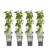 4x – Fallopia baldschuanica – Schlingknöterich – ↨65 cm – Ø15 cm