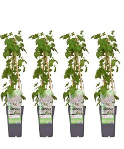 4x – Fallopia baldschuanica – Schlingknöterich – ↨65 cm – Ø15 cm