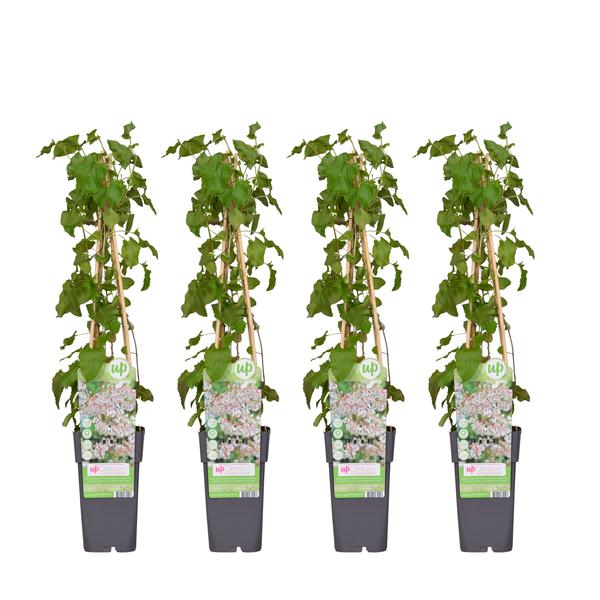 4x – Fallopia baldschuanica – Schlingknöterich – ↨65 cm – Ø15 cm