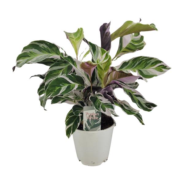 Calathea White Fusion Ø14cm – ↕14cm