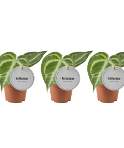 *AKTION JULI* – Anthurium Silver Blush – 3 Stücke – Ø6cm – ↕15cm